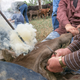 Illustration for article titled How To Brand A Cow Like A Cowboy